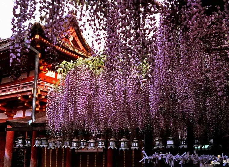 Nara in 2026