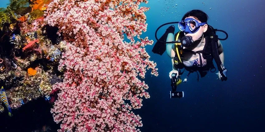 Nudibranch Gardens, Phu Quoc
