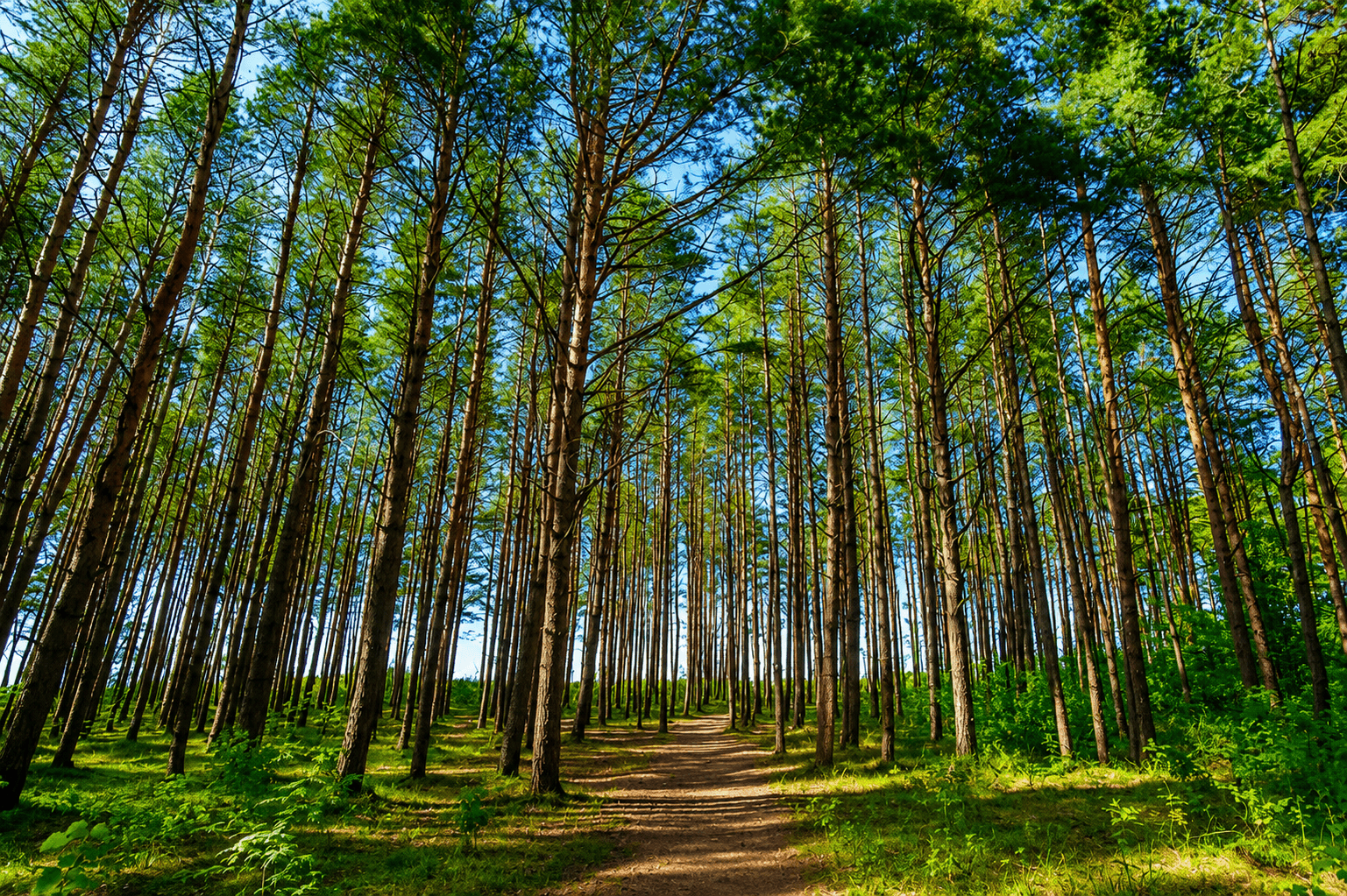 Pine Forest Back Trails in 2026