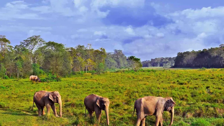 Chitwan National Park – Nepal's Wildlife Paradise.webp