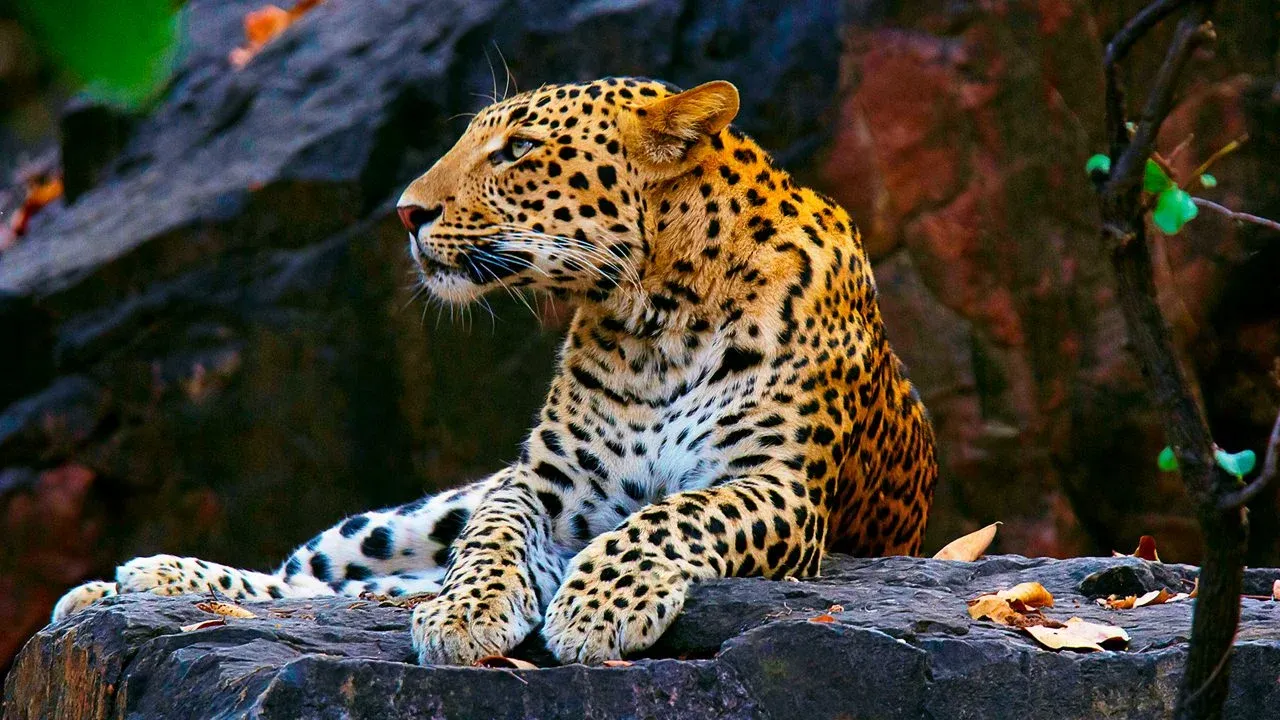 Dachigam National Park – Nature and Wildlife.webp