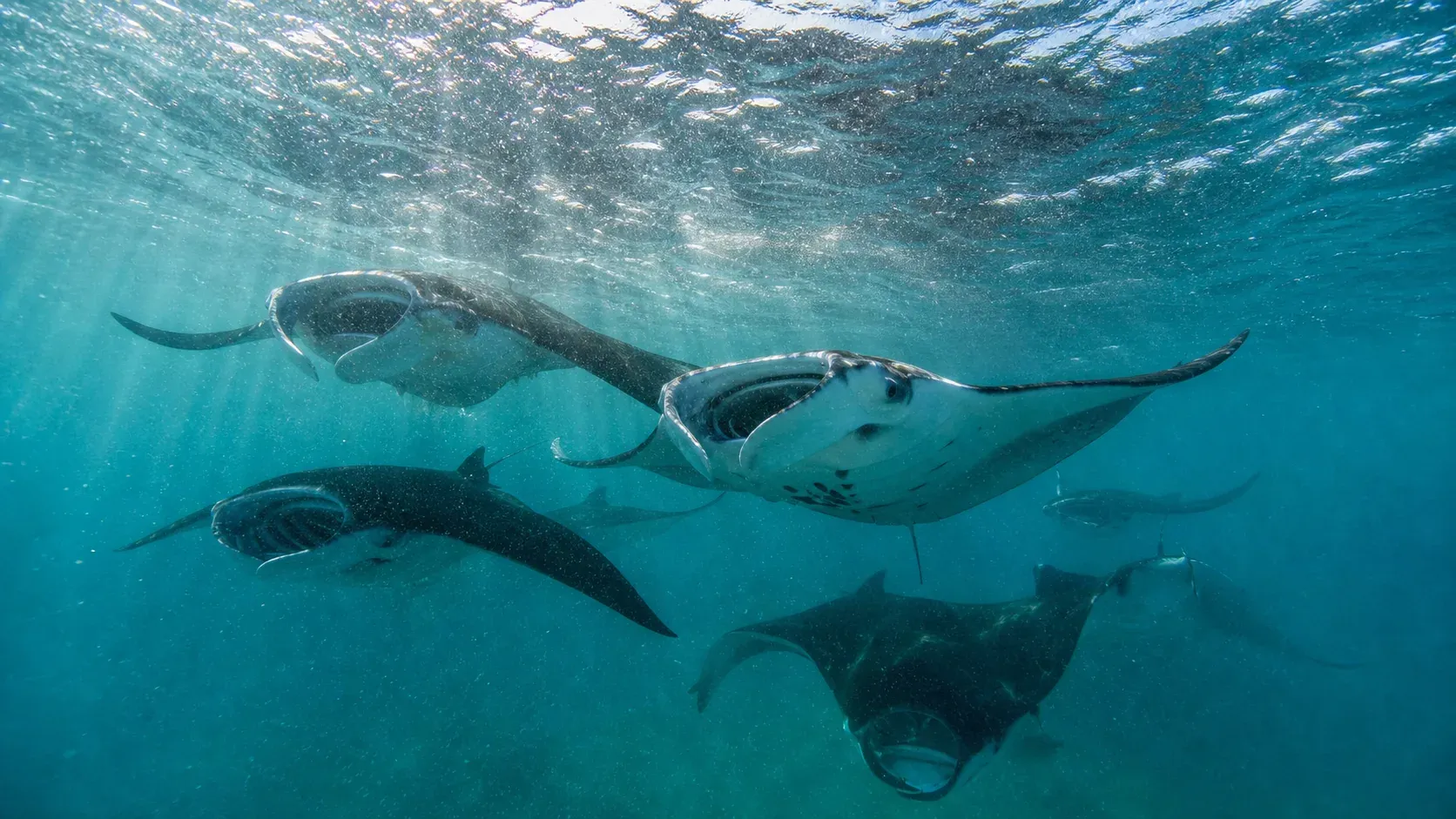 Dharavandhoo - Best for Hanifaru Bay Excursions in 2026.webp
