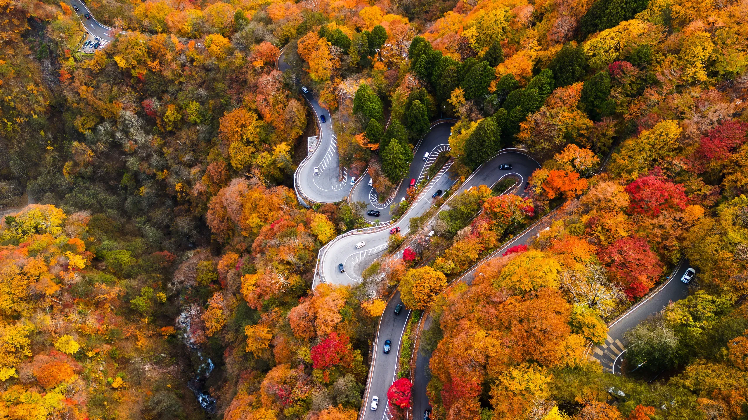 Experience Japan's Autumn Illuminations.webp