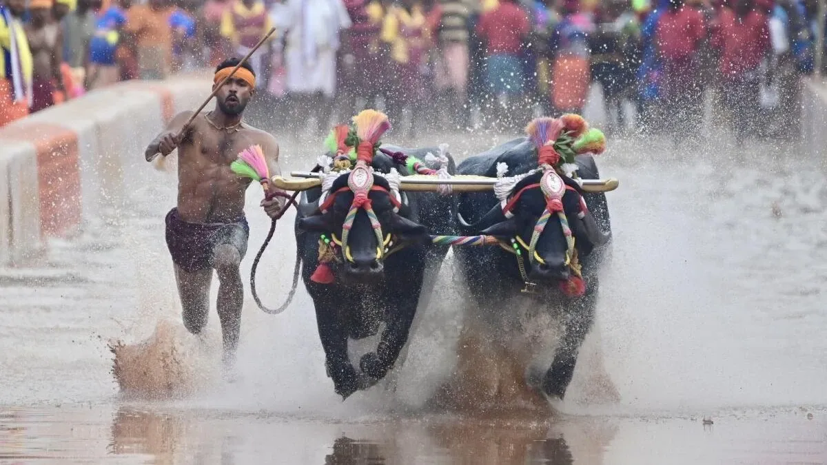 Kambala.webp