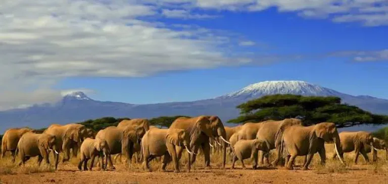 Kenya.webp