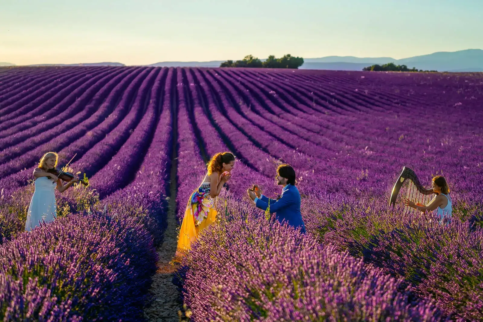 See the Lavender Fields in Provence