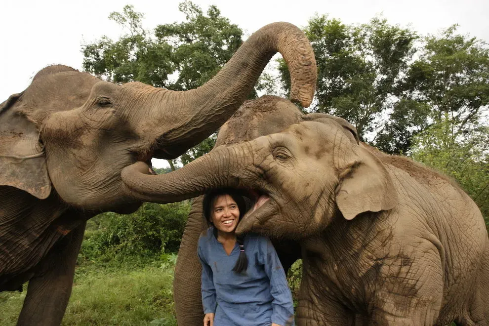 Interact with Elephants Ethically