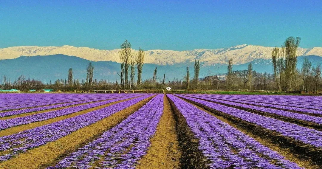 Pampore – Discover Kashmir's Saffron Heritage.webp