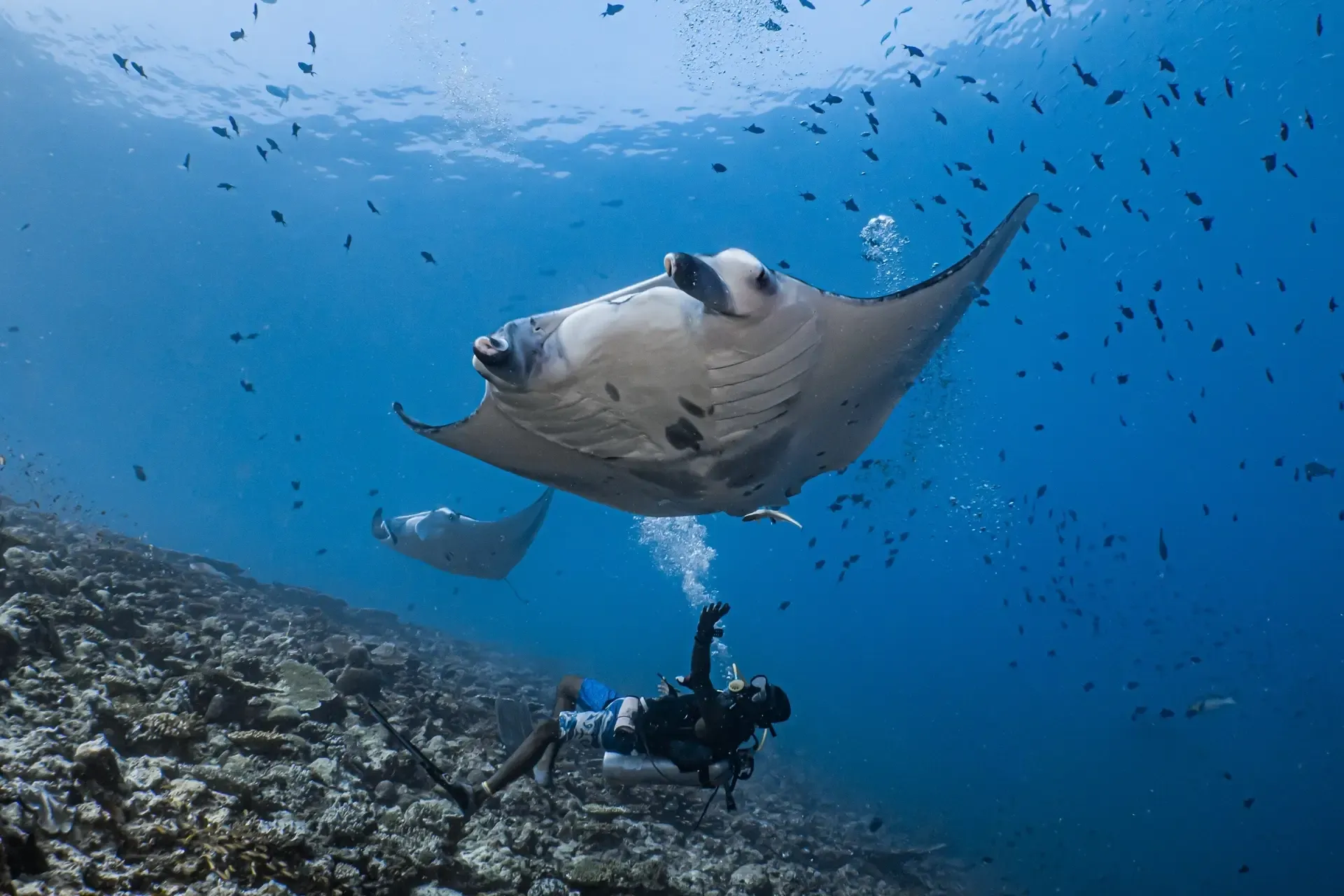Rasdhoo - Best for Diving.webp