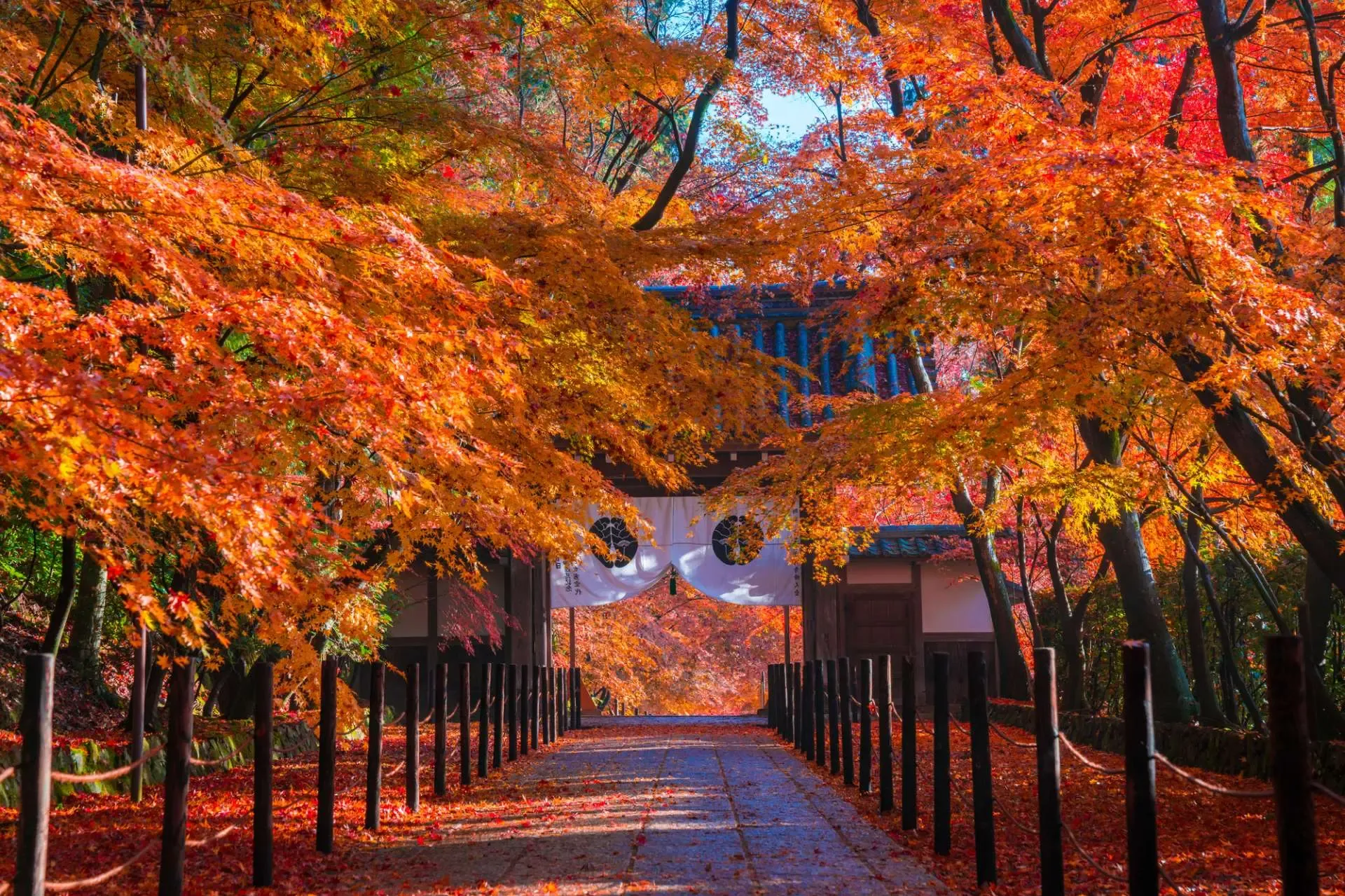 See the Autumn Leaves in Kyoto in 2026.webp