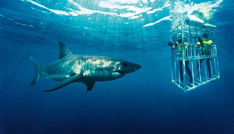 Cage Dive with Great White Sharks