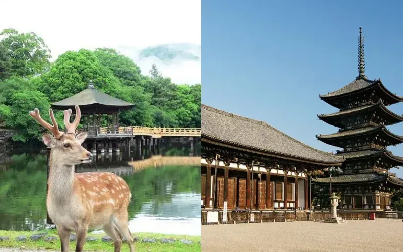 Spend a Day in Nara.webp