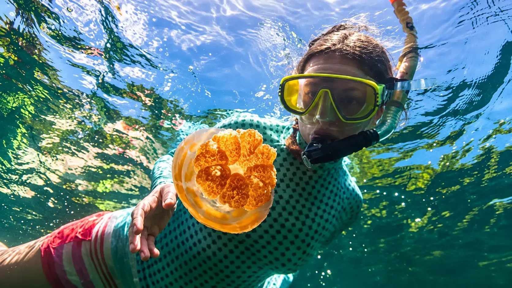 Swim With Stingless Jellyfish