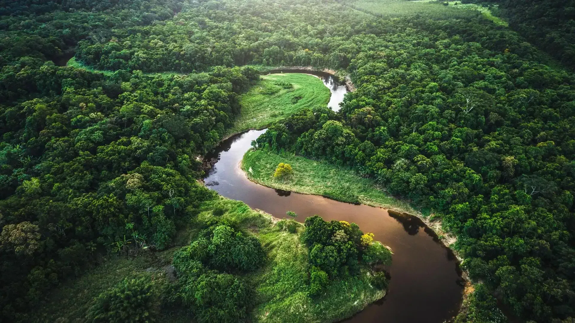 The Amazon Rainforest brazil