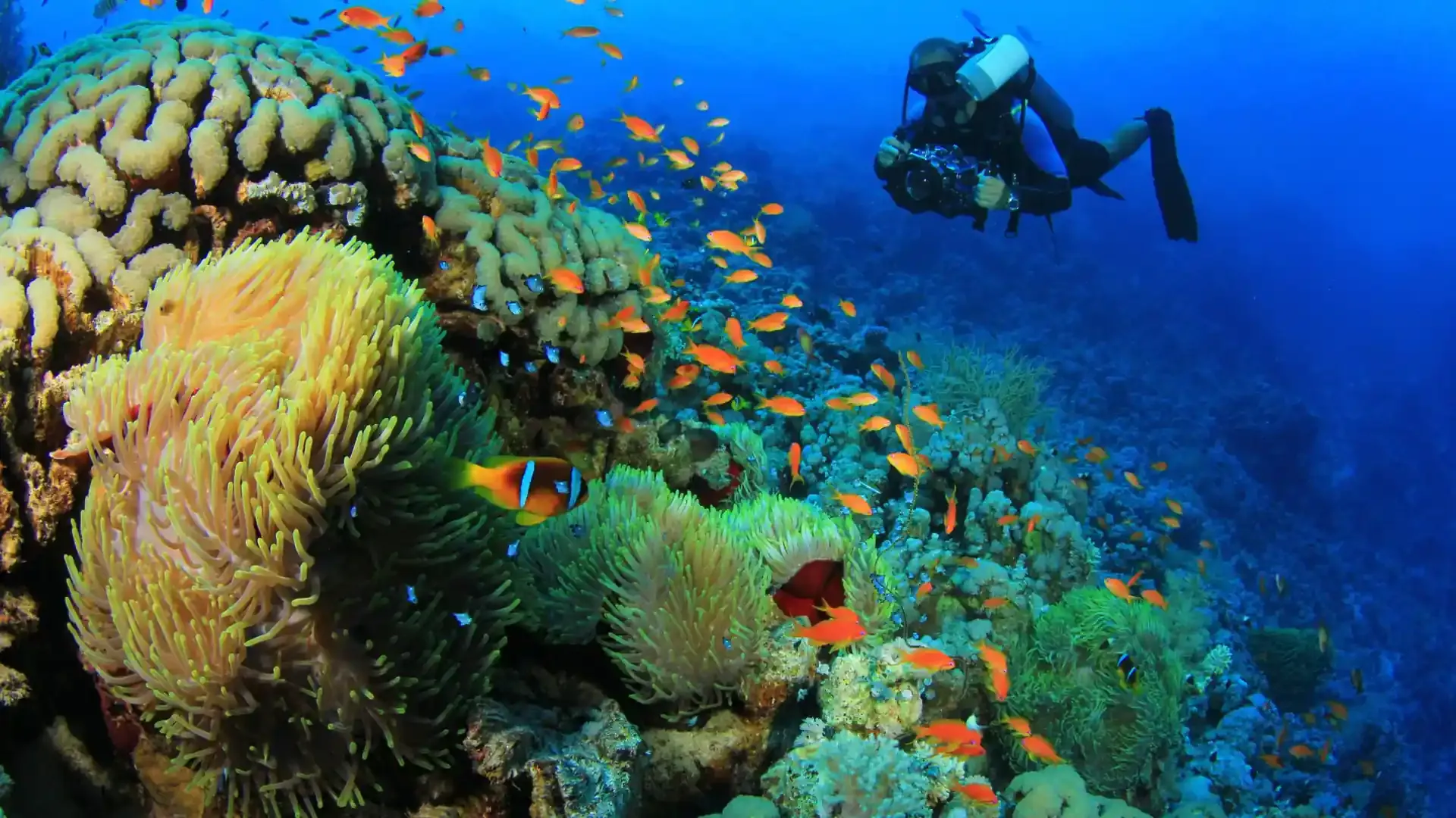 Ukulhas - Best for Snorkeling.webp