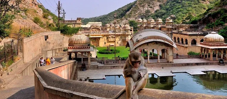 Spend Time at the Galtaji Monkey Temple
