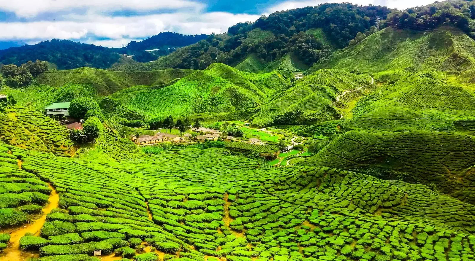 Cameron Highlands 