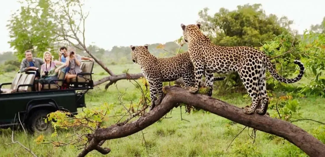 Go on Safari and Spot the Big Five