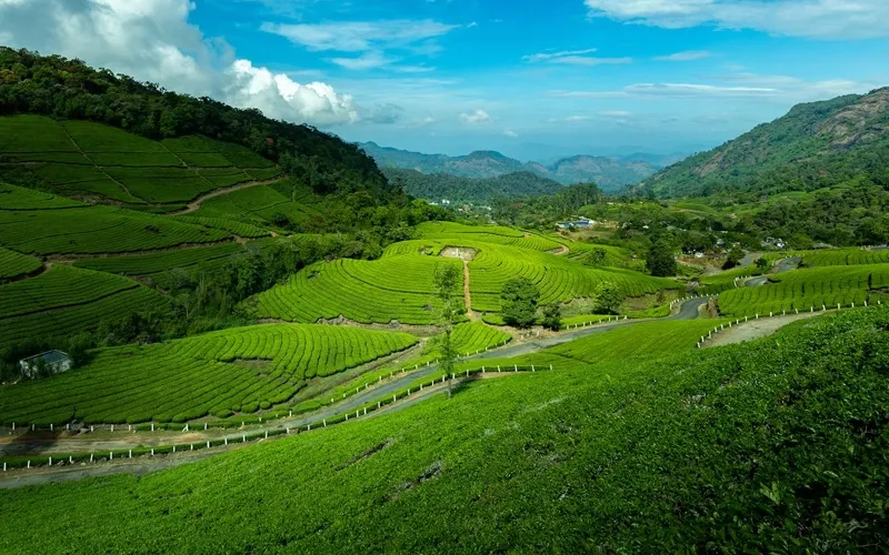 Munnar,kerala