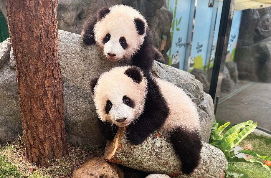 Celebrate With Hong Kong's Adorable Giant Pandas